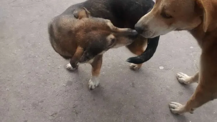 Cachorro ra a vira Lata idade 7 a 11 meses nome sem nome 