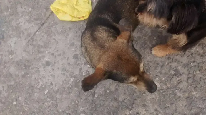 Cachorro ra a vira Lata idade 7 a 11 meses nome sem nome 