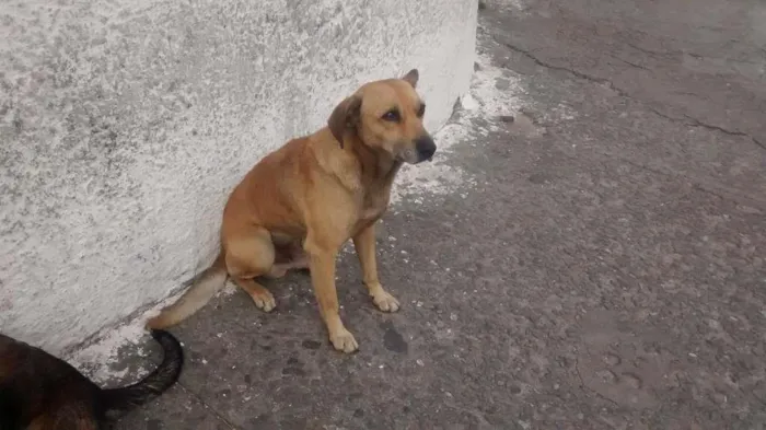 Cachorro ra a vira Lata idade 7 a 11 meses nome sem nome 
