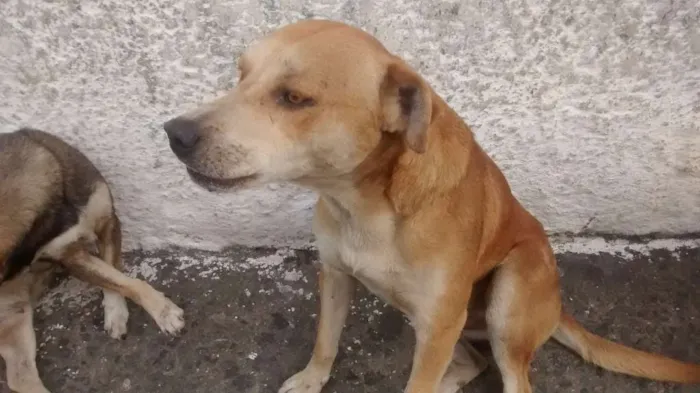Cachorro ra a vira Lata idade 7 a 11 meses nome sem nome 