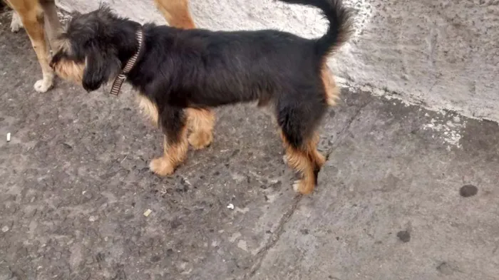 Cachorro ra a vira Lata idade 7 a 11 meses nome sem nome 