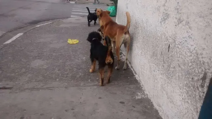 Cachorro ra a vira Lata idade 7 a 11 meses nome sem nome 
