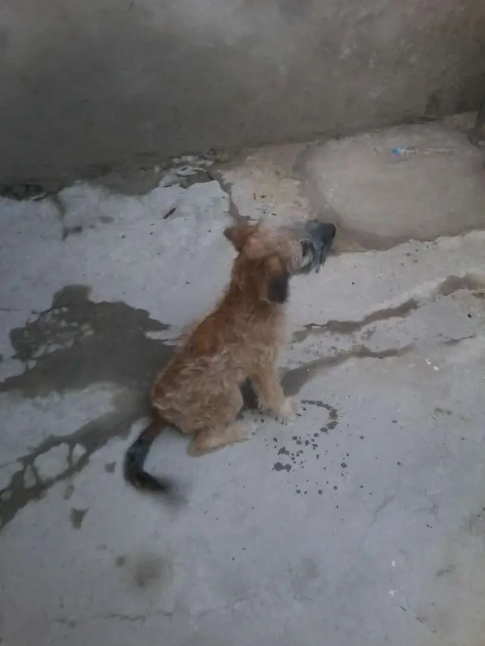 Cachorro raça Vira lata com Puddle idade 7 a 11 meses nome Hulck