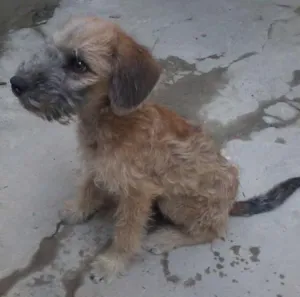 Cachorro raça Vira lata com Puddle idade 7 a 11 meses nome Hulck