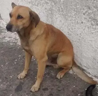 Cachorro ra a vira Lata idade 7 a 11 meses nome sem nome 