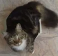 Ziah