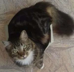 Gato raça Viralata idade 4 anos nome Ziah
