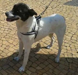 Cachorro raça mestiça fox idade  nome Pepy