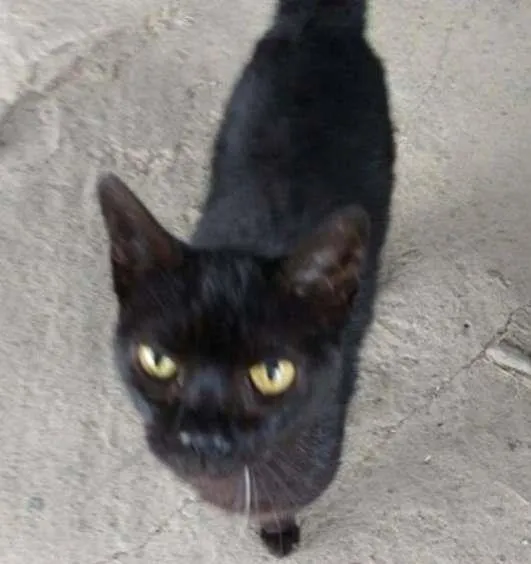 Gato ra a SRD idade 2 a 6 meses nome Rita 