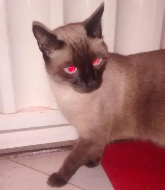 Gato ra a Siamês idade 2 anos nome Nick