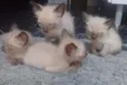 4 gatos