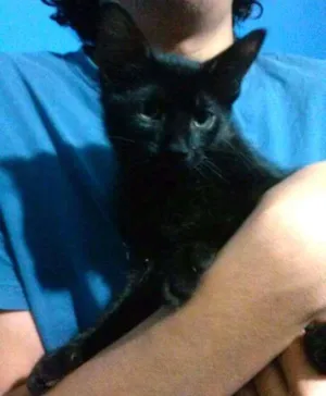 Gato raça vira-lata idade 2 a 6 meses nome Gatuncio