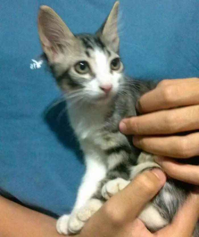 Gato ra a Vira-lata idade 2 a 6 meses nome Dipsy