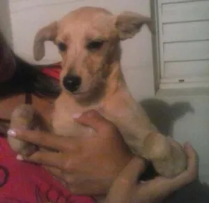 Cachorro raça - idade 2 a 6 meses nome princesa