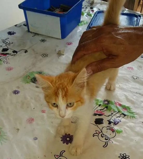 Gato ra a Não sei idade 2 a 6 meses nome Mimi