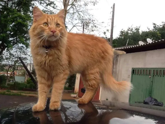 Gato ra a não definida idade 1 ano nome Bartolomeu GRATIFICA