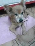Fôfa(Kadela)