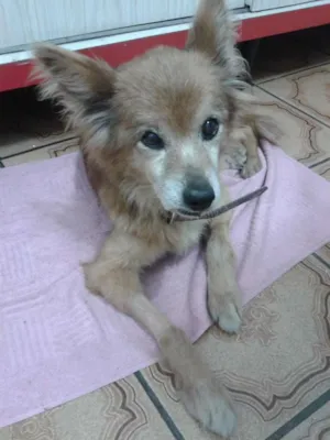 Cachorro raça não sei idade 6 ou mais anos nome Fôfa(Kadela)