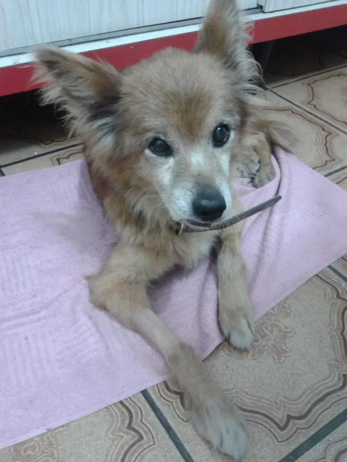 Cachorro ra a não sei idade 6 ou mais anos nome Fôfa(Kadela)