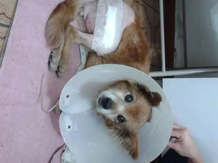 Cachorro ra a não sei idade 6 ou mais anos nome Fôfa(Kadela)