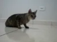 Filó