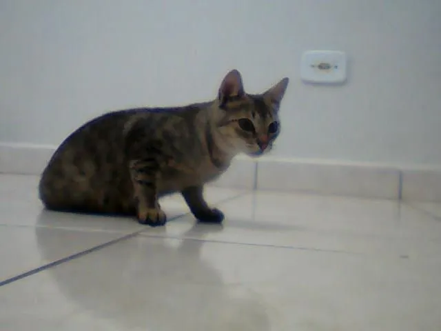 Gato ra a srd idade 2 a 6 meses nome Filó