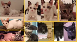 Gato raça SRD idade Abaixo de 2 meses nome 6 LINDAS GATINHAS