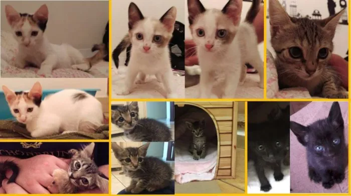 Gato ra a SRD idade Abaixo de 2 meses nome 6 LINDAS GATINHAS