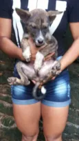 filhotes