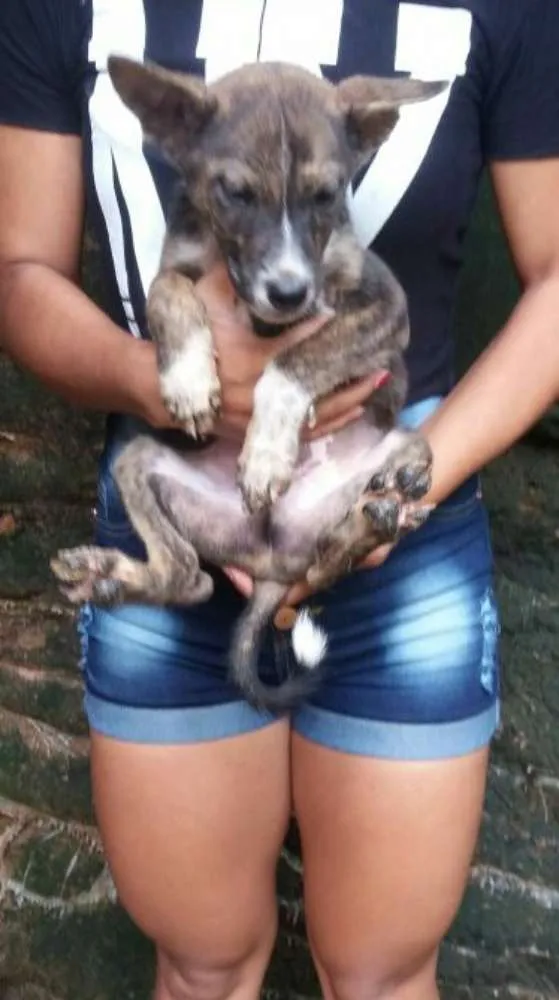 Cachorro raça SRD idade Abaixo de 2 meses nome filhotes