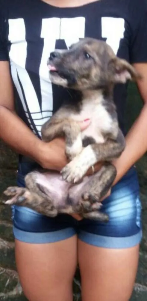 Cachorro raça SRD idade Abaixo de 2 meses nome filhotes
