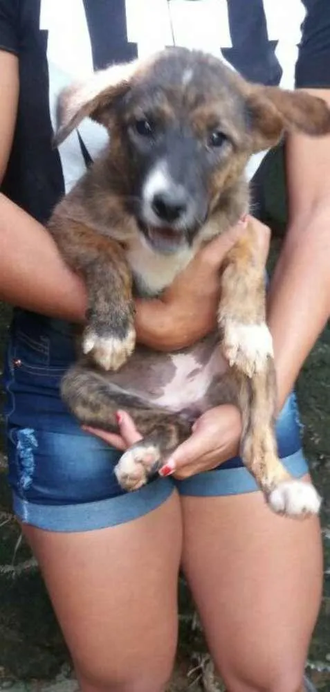 Cachorro raça SRD idade Abaixo de 2 meses nome filhotes
