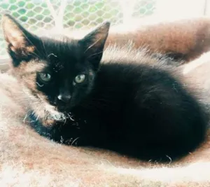 Gato raça SRD idade 2 a 6 meses nome Noah