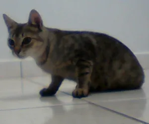 Gato raça srd idade 2 a 6 meses nome Filó