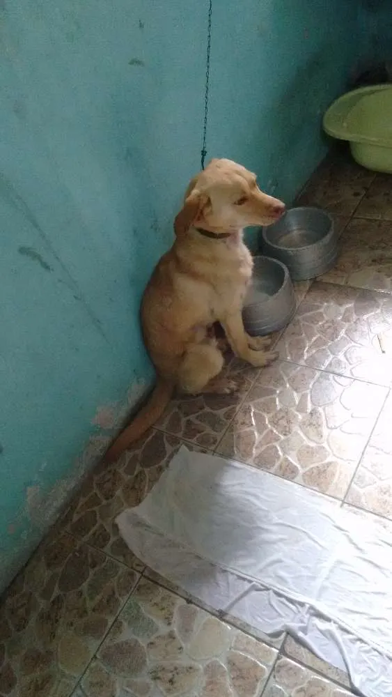Cachorro ra a Vira Lata idade 7 a 11 meses nome Alemão