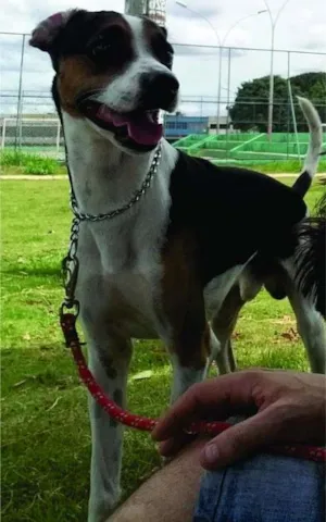 Cachorro raça SRD com caracteristicas de Fox Paulistinha idade 3 anos nome Flip Rock