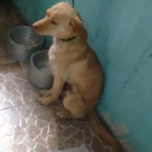 Cachorro raça Vira Lata idade 7 a 11 meses nome Alemão