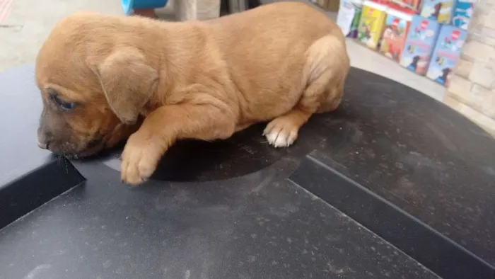 Cachorro raça  idade 2 a 6 meses nome hercules