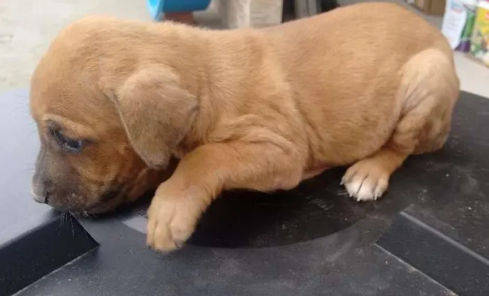 Cachorro raça  idade 2 a 6 meses nome hercules