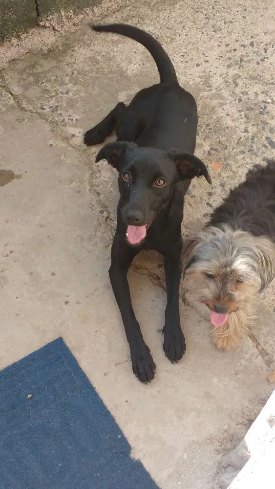 Cachorro ra a Vira lata idade 7 a 11 meses nome Pretinha