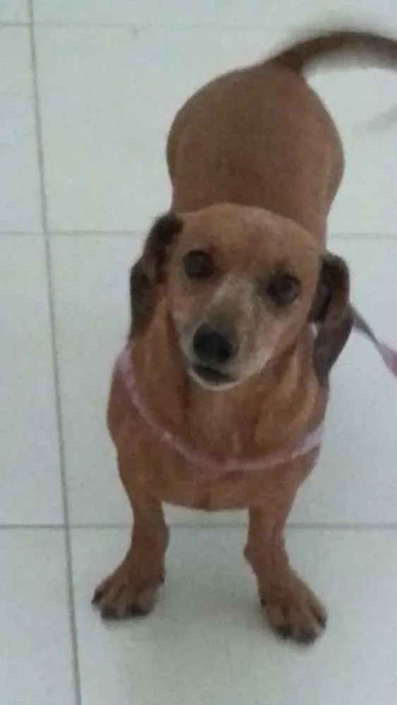 Cachorro ra a Basset idade 6 ou mais anos nome Lady Kate