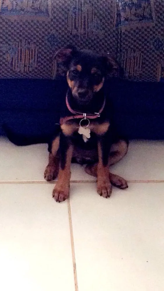 Cachorro ra a Vira-lata  idade 2 a 6 meses nome Laika