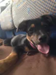 Laika