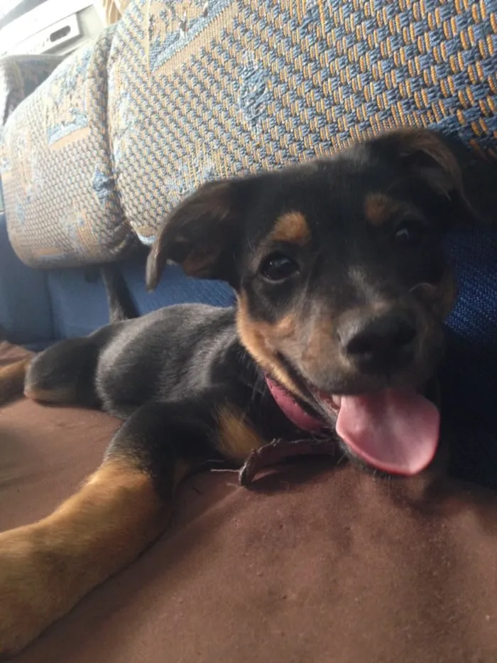 Cachorro ra a Vira-lata  idade 2 a 6 meses nome Laika