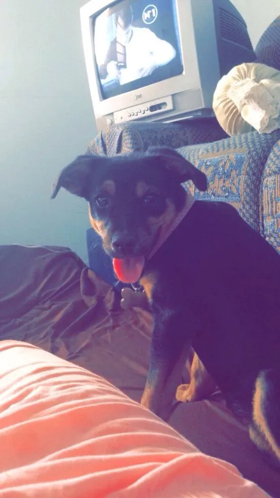 Cachorro ra a Vira-lata  idade 2 a 6 meses nome Laika