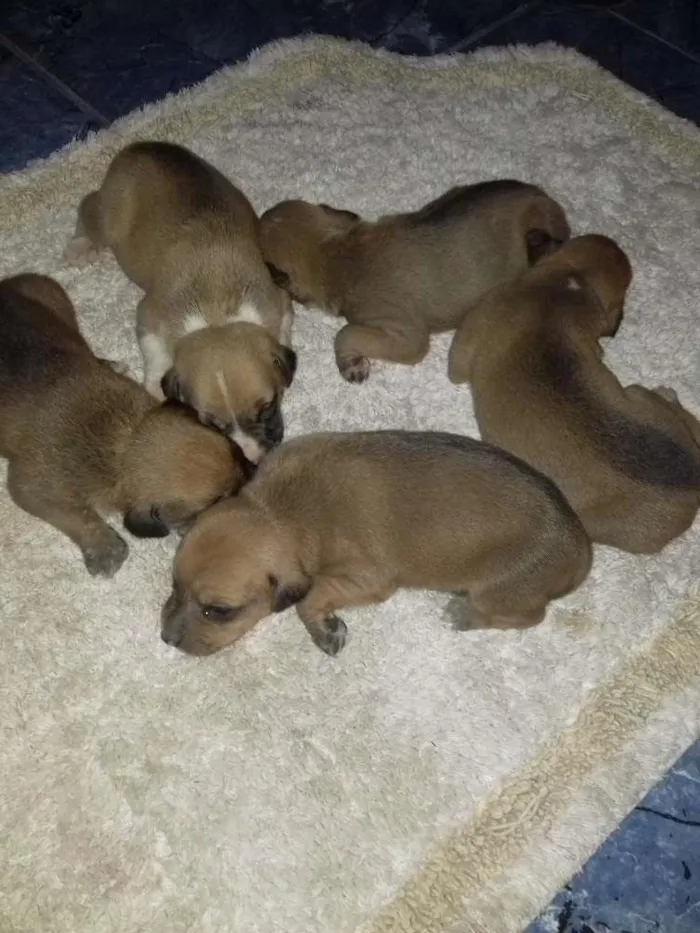 Cachorro raça vira lata idade Abaixo de 2 meses nome família sophi