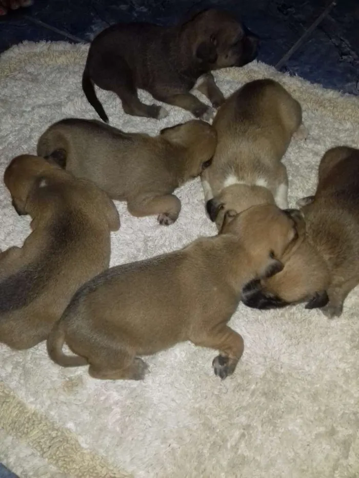 Cachorro raça vira lata idade Abaixo de 2 meses nome família sophi