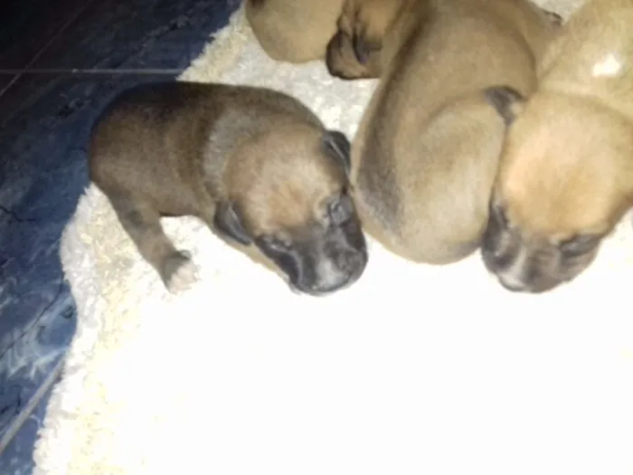 Cachorro raça vira lata idade Abaixo de 2 meses nome família sophi