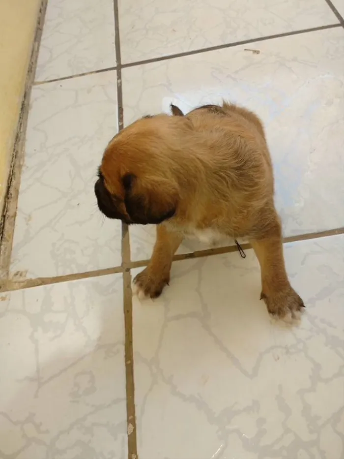 Cachorro ra a Acredito que seja vira-lata  idade Abaixo de 2 meses nome Não tem nome ainda