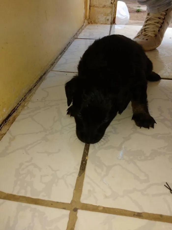 Cachorro ra a Acredito que seja vira-lata  idade Abaixo de 2 meses nome Não tem nome ainda